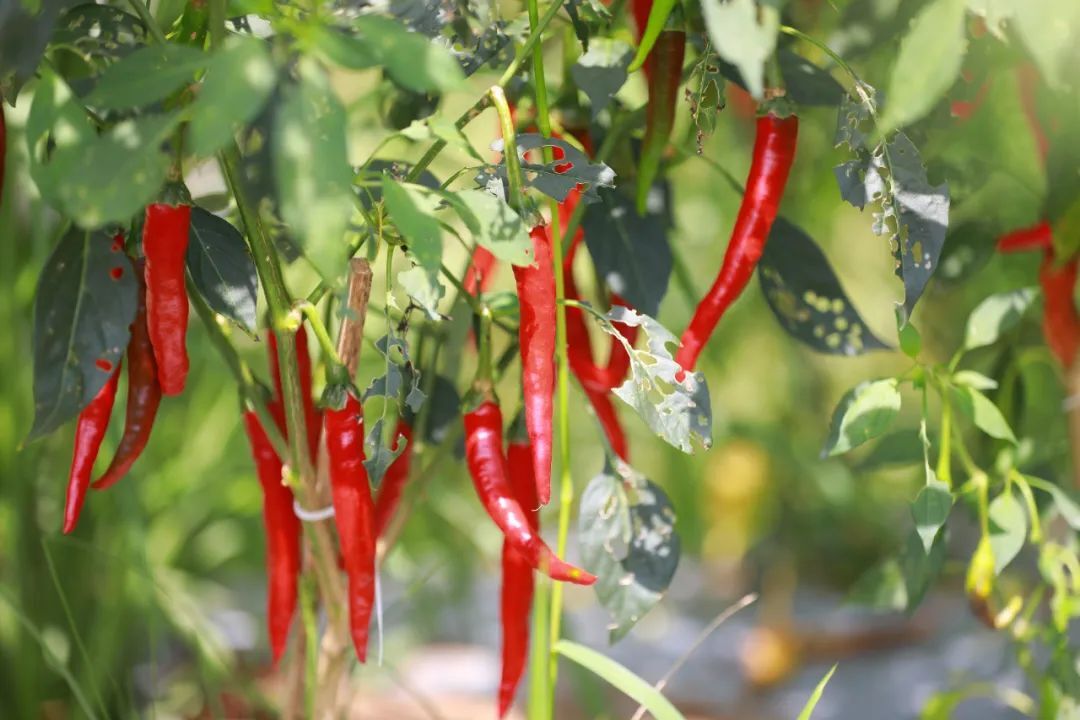 2018-2022年京津冀砂石骨料市場調研報告